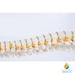 Mô hình xương sống với hệ thống dây thần kinh, dài 45cm, nhựa PVC