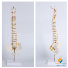 Mô hình xương sống với hệ thống dây thần kinh, dài 45cm, nhựa PVC