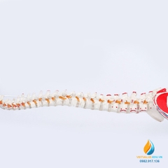 Mô hình xương sống và xương chậu người, dài 85cm, chất liệu nhựa PVC