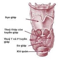 CƯỜNG GIÁP - BASEDOW