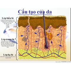 Cấu trúc da