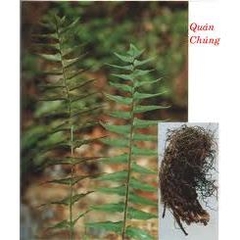 QUÁN CHÚNG