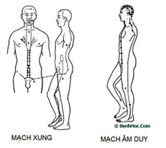 Dương duy mạch