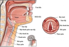 Phân biệt giữa ung thư vòm họng và bệnh viêm họng thông thường