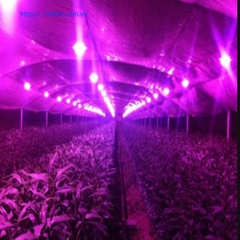 ĐÈN LED NÔNG NGHIỆP 100W