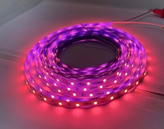 LED DÂY 8MM 60 LED 2835 MÀU HỒNG 24V