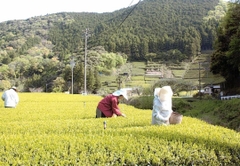 Shizuoka Vùng Đất Sản Sinh Ra Matcha Ngon Nhất Nhật Bản!