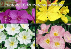 Tinh dầu hoa anh thảo - Blackmores Evening Primrose (190 viên)