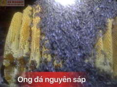 Mật ong rừng