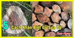 Top 5 cách phân biệt Gỗ Sưa Đỏ chính xác nhất từ chuyên gia