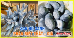 5 Cách Phân Biệt San Hô Xanh Thật - Giả Đơn Giản Nhất 2023