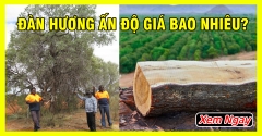 Gỗ Đàn Hương Ấn Độ Là Gì? Giá Bao Nhiêu? Công Dụng Là Gì?