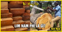 Gỗ Lim Nam Phi là gì? Phân loại, Đặc điểm, Giá bán, Cách nhận biết