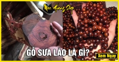 Gỗ Sưa Lào là gì? Sưa Lào có tốt không? Nguồn gốc và Giá bán