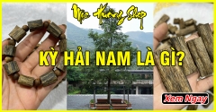 Kỳ Hải Nam Là Gì? - Nguồn Gốc, Công Dụng, Giá Bao Nhiêu?