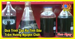 Cách Chiết Xuất Tinh Dầu Trầm Hương Tự Nhiên Nguyên Chất