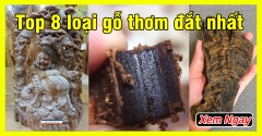 Top 8 loại gỗ thơm đắt nhất việt nam chỉ dành cho đại gia