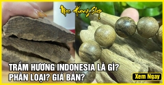 Gỗ Trầm Hương Indonesia là gì? - Nguồn gốc, Phân loại và Giá bán