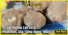 Gỗ Trầm Hương Lào là gì? - Nguồn gốc, Phân loại và Giá bán