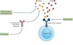 vai-tro-cua-interferon-type-i-trong-benh-lupus-ban-do-he-thong-sle