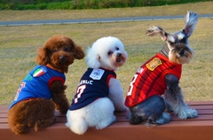 Áo cầu thủ  bóng đá tuyển Pháp cho chó