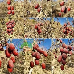 Táo đỏ bụi Nhược Khương ( không chất bảo quản)