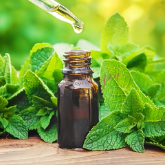 Tinh dầu bạc hà thiên nhiên 30 ml