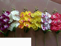 Móng rồng, hồ điệp cao, châu