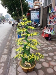 Cây mai trang trí nội thất