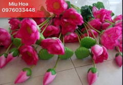 Hoa sen