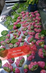 Sen ốp nổi