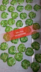Lá sen ốp nổi