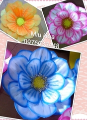 Tổng hợp hoa múa các màu mẫu 26