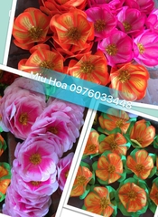 Tổng hợp hoa múa các màu mẫu 28