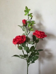 Cành hoa hồng đỏ