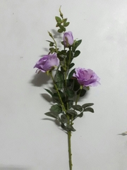 Cành hoa hồng tím