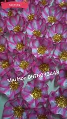 Hoa sen cỡ trung