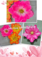 Tổng hợp hoa múa các màu mẫu 31