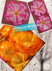Hoa múa mẫu 36