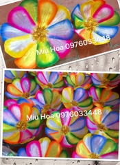 Hoa múa đa sắc