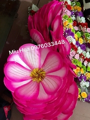 Hoa múa mẫu 67