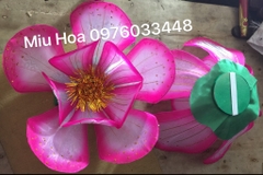 Hoa múa mẫu 70
