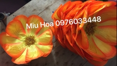 Hoa múa mẫu 75