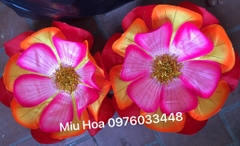 Hoa múa mẫu 81