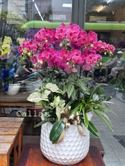 CHẬU HỒ ĐIỆP 8 CÀNH CAM ĐỘT BIẾN MIX LÁ DECOR