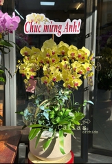 CHẬU 9 CÀNH HỒ ĐIỆP VÀNG