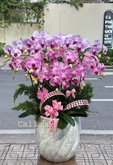CHẬU LAN 15 CÀNH HỒNG GÂN