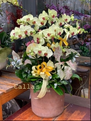 CHẬU 10 CÀNH HỒ ĐIỆP XANH CỐM MIX LÁ DECOR