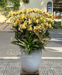 CHẬU LAN 20 CÀNH VÀNG MIX LÁ DECOR
