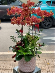 CHẬU 5 CÀNH CAM GÂN MIX TIỂU CẢNH